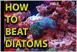 How To Get Rid Of Diatoms Brown Algae Reef Tank Resourc